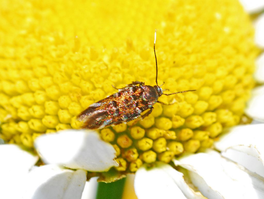 Pancalia leuwenhoekella (Cosmopterigidae)